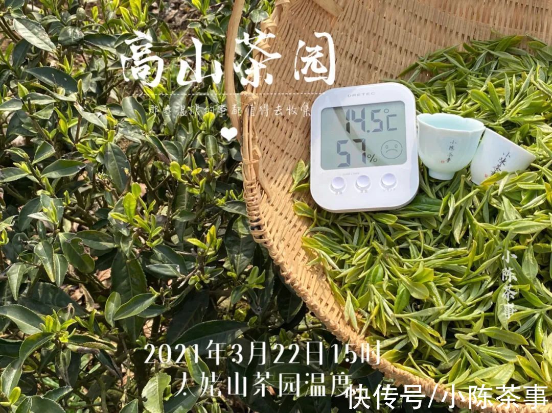 太姥山$立春，一年当中的第一个节气来了，新的一轮白茶季，也要开始了