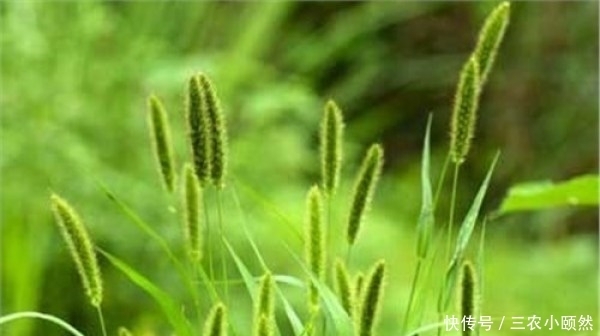 一种生命力极为顽强的植物，儿时当其玩具玩，还可入药治病，您知道叫什么草