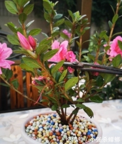 养殖|安酷杜鹃养殖要点与修剪方法,新手也能轻松养爆杜鹃花