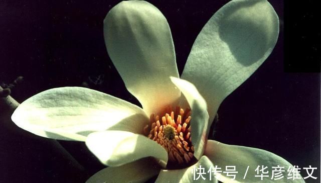 白芷|此物“专通鼻窍”,可解各种鼻窍病证,但唯有初春可采,切勿错过