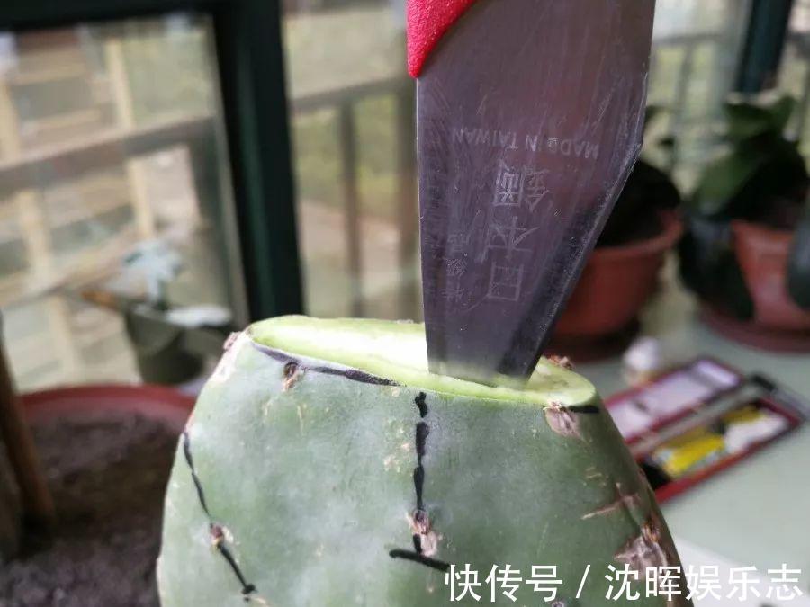 非洲堇|这花送人，只用送一片叶子，插土就活不心疼！