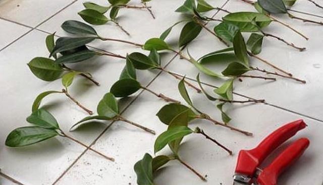 扦插的5个错误操作，不是难生根，是你做错了，扦插其实很简单