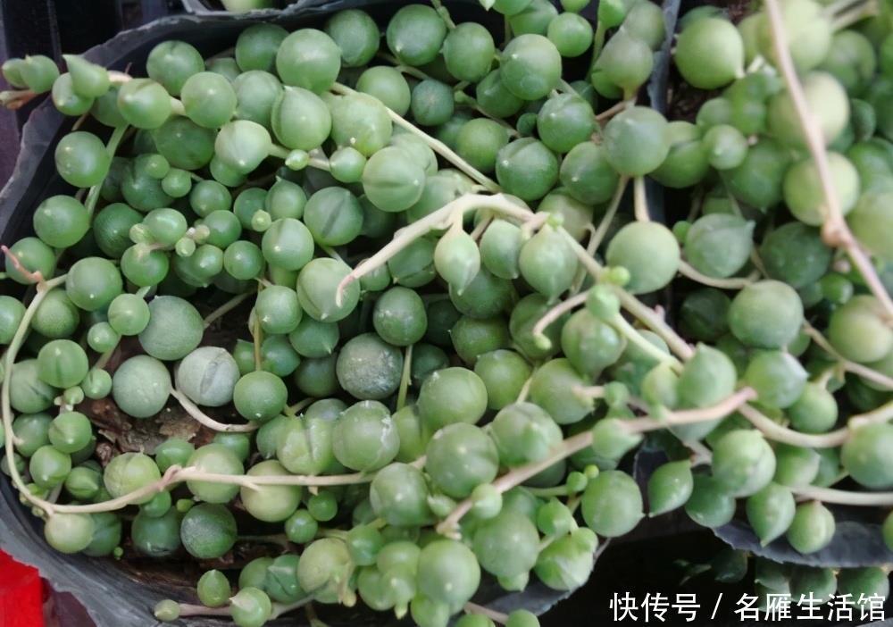 养护|珍珠吊兰长得有趣养的人多,挂着养却出现黄叶问题,该怎么解决?