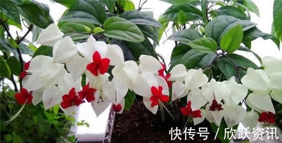 2色|一种新型花卉“龙吐珠”,1朵花开2色,开花一串串,高贵寓意好