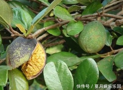 一种长在藤上的野果，药用价值高，功效强大，见过的是地道农村人