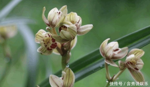 养兰您得学会识别能开花的兰株,否则入不了门