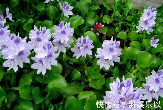 花农透露3种植物白送也别要,在家养容易给自己招麻烦