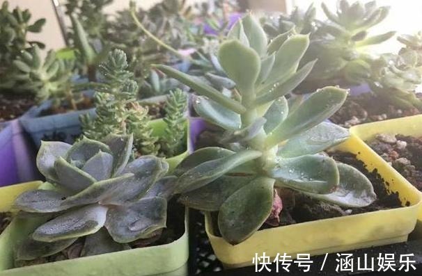 徒长|多肉徒长、叶片又肥又大该怎么解决2步操作,让它过夏就变美
