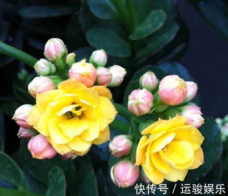 混合水比营养液更肥沃,家里的花卉长出更多的绿叶,开花更茂盛!