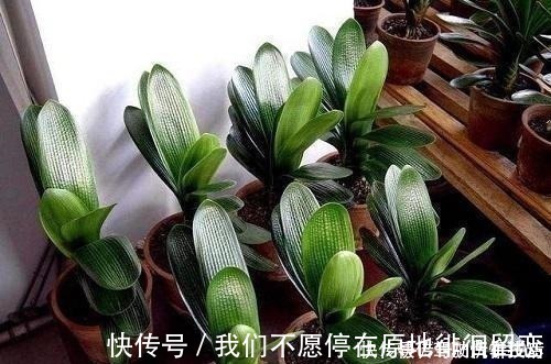 君子兰生长静止了,来几杯“唤醒水”,叶子窜得快花箭冒出来!