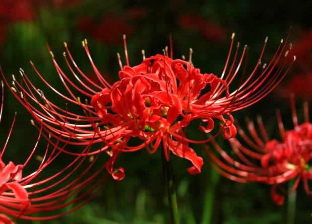 全年生长的“彼岸花”，花叶永不见，1颗种球埋土里，长一片花海