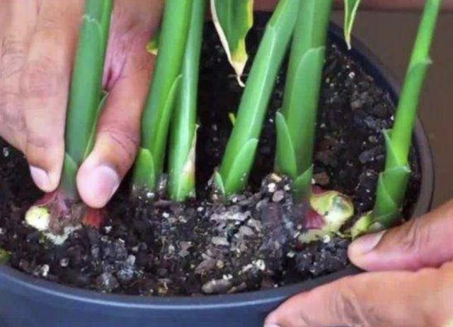 厨房|厨房里的“姜块”,拿出来种“盆里”,50天变盆景,比积雪草好看