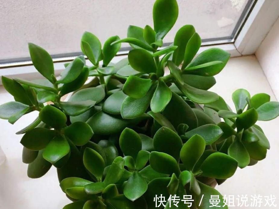 冬天养玉树,想盆栽叶绿茂盛,除了掐枝,还需抓住这几个关键点