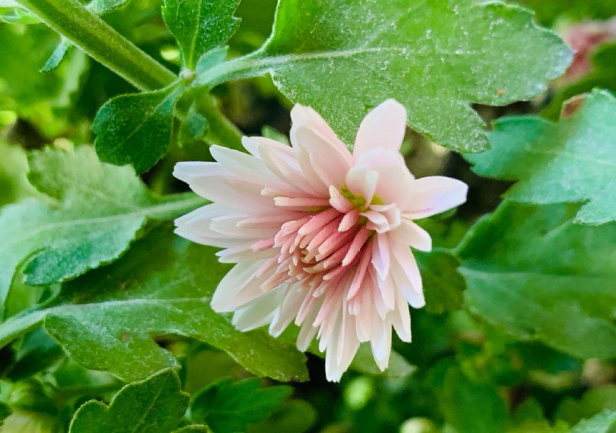 球菊球菊|花朵中的“爆花机器”,初秋正是生长旺季,越“掐”花越多