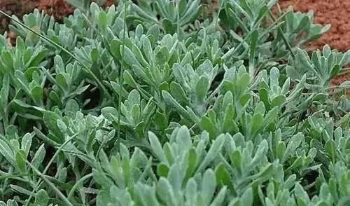 高血压患者|别再吃降压药了!高血压的克星终于找到了,连喝10天血压恢复正常