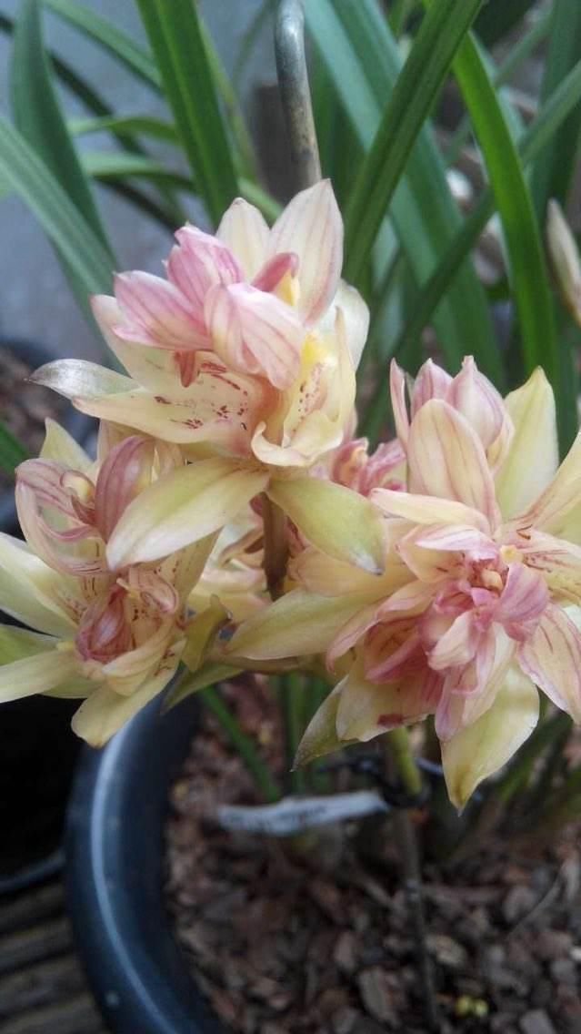 富山奇蝶|能开三季的兰花就是这种,开花优雅有香气,不娇气好养