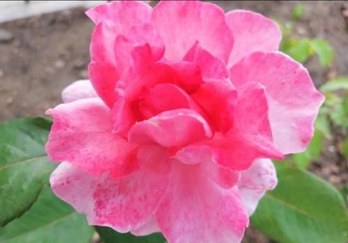  黄叶|盆栽月季花为什么老死叶子？