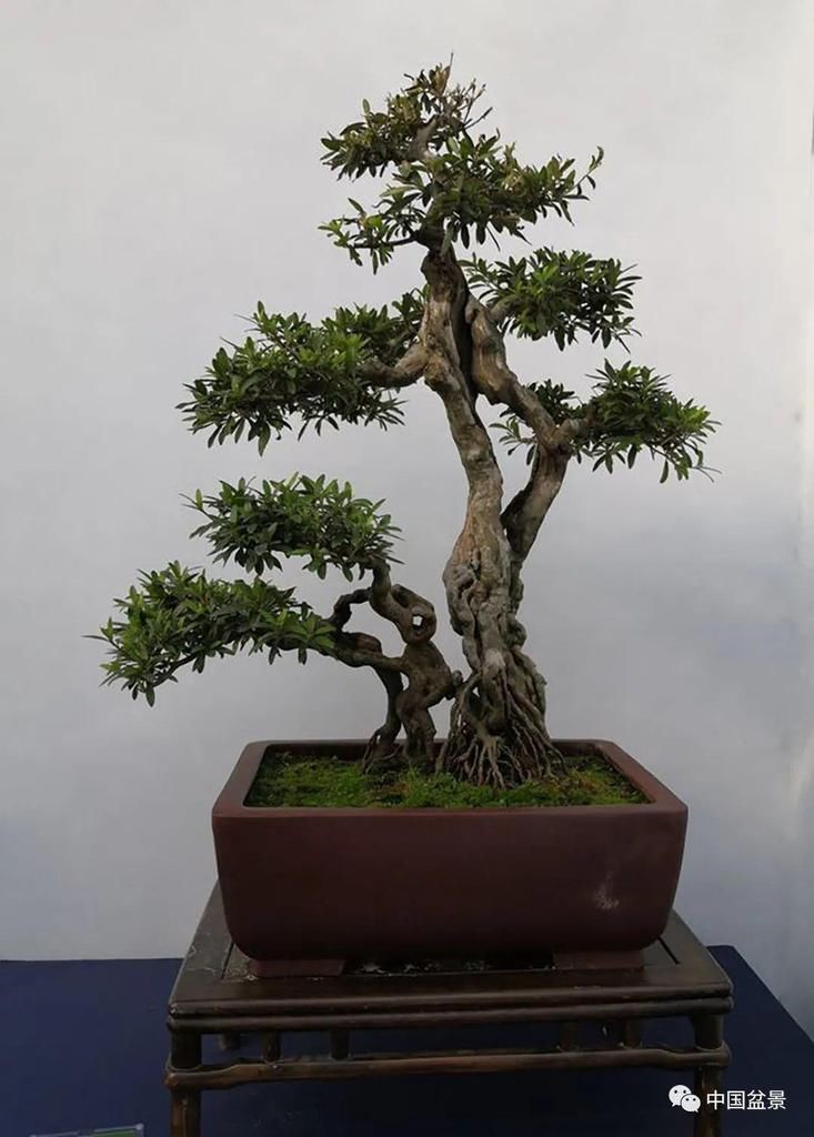  制作|盆景制作中的气、势、神、韵如何表现！静态和动态相结合是精髓