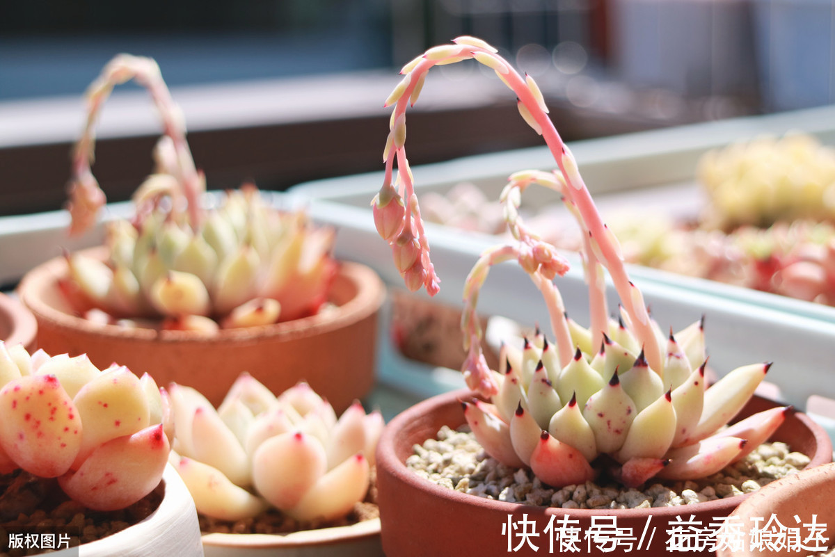 多肉多晒晒太阳，生长健壮，预防徒长不生病，养出一盆漂亮的多肉