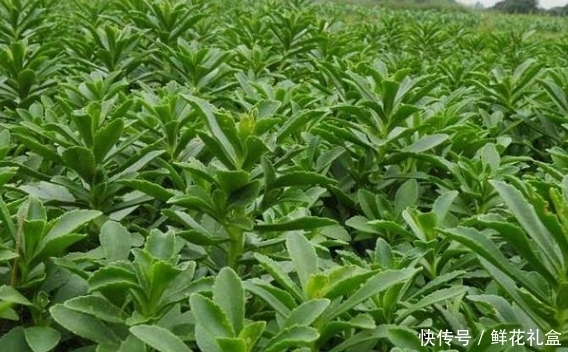 生命力|鄉(xiāng)下山坡的野草,傳說用金子也不換,吃它對(duì)心臟病有不錯(cuò)的療效