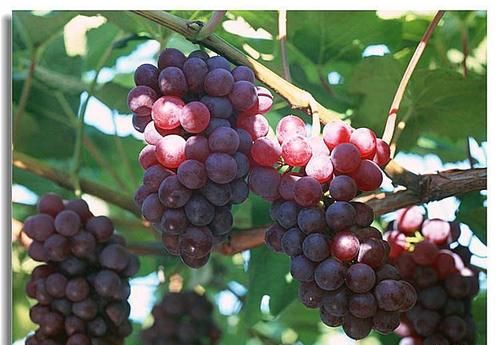 想身體長壽，春天堅持吃的食物，涼血生津，活血益氣，吃了變年輕