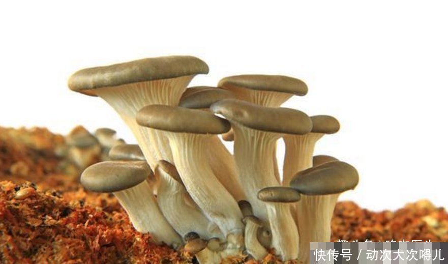食用菌菇|有种食物的营养比肉还高降压、调理肠胃,关键还抗癌