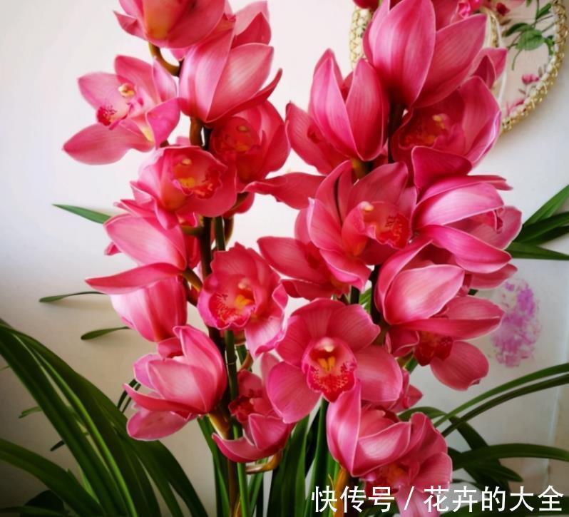 打理|窗台盆栽养国兰小技巧:这2方面到位,打理省心又效果好