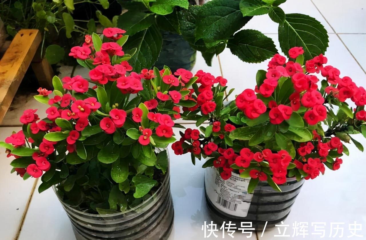 16种花被誉为冬日里的“开花机器”,喜欢就可以养起来,又美又香