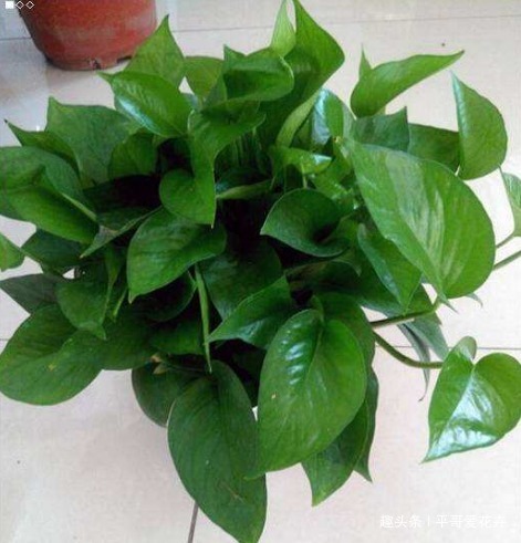 绿萝黄叶怎么办及时用上“1种水”，叶片油绿有光泽，真管用