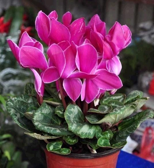 “不怕寒”的3种花,只在冷天开,越冷花越“艳”,冬季养最合适