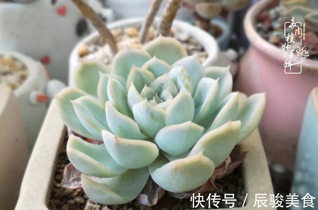 蓝苹果|经历一个夏天的摧残,方知皮实好养的多肉才是真爱!