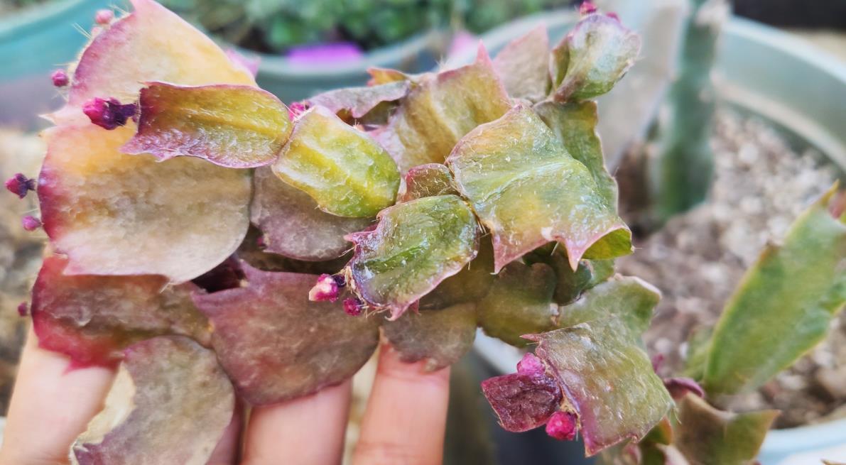 冬季养殖蟹爪兰要注意这几点，稍有不慎就会花苞枯萎，叶片化水