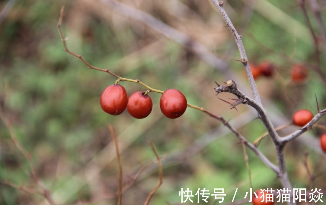 红枣|提个醒在路边遇到这种野果，一定要摘回家，现在了解还不迟