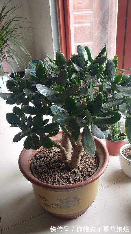 能活几十年的花,家里养一盆,还能养成传家宝