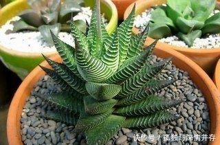 散射处|夏天来了,这些多肉要小心了,不然就死翘翘了!