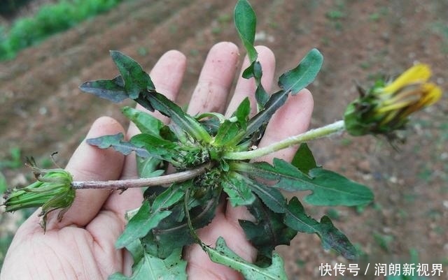 肠黄|老兽医60种常见中草药“一药一功效”汇总,建议养鸡人看看