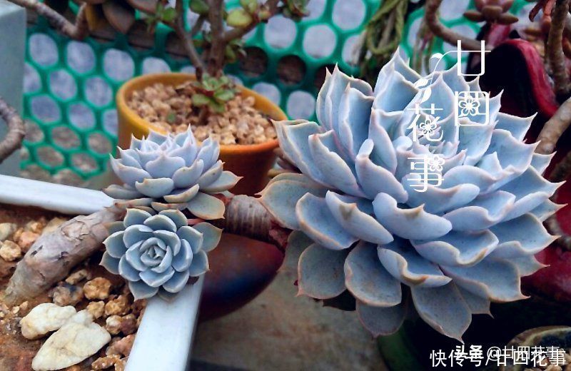 8种蓝色多肉植物，高冷优雅，总有一种是你的“蓝颜知己”