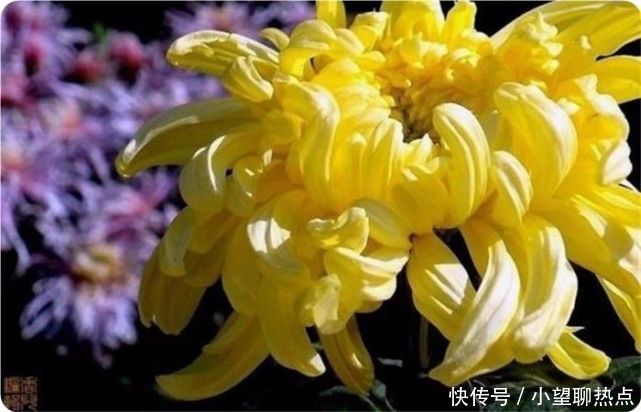 我花开后百花杀，满城尽带黄金甲！50句菊花诗，美到心醉！