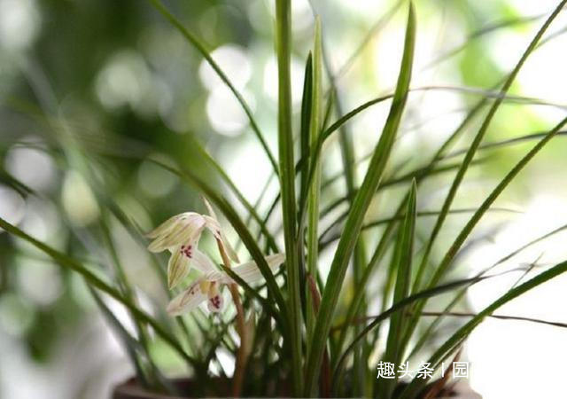 找点它加花盆里，用来养兰花，花根肥壮撑爆盆，15年不烂根！