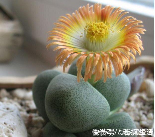 种花|香气浓郁的5种花，家里养一盆，满屋飘香，颜值超高好喜欢