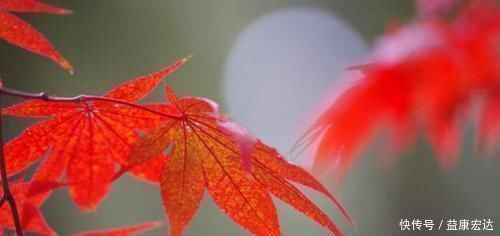 福分|阴历哪几天出生的孩子，是上等命，孝顺又有出息，早晚出人头地