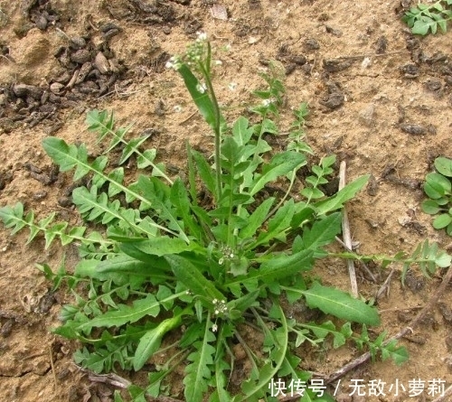 野菜|春季挖这几种野菜好吃又养生