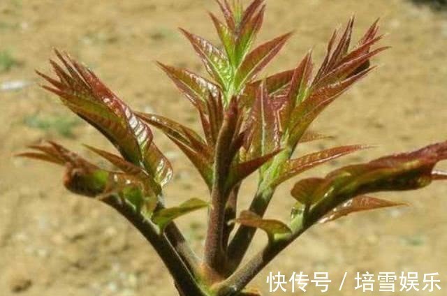 血胆固醇|查出高血脂还担心每天吃点此物,清理血管,血脂乖乖降下来