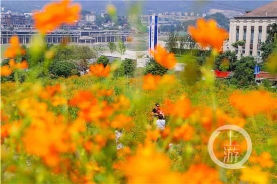 江岸|铺满江岸、边坡……江北这些新花海等你去打卡