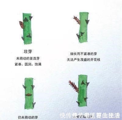 枝条|家庭月季花“剪枝”有窍门,定期修剪枝条,开花才会越开越多!