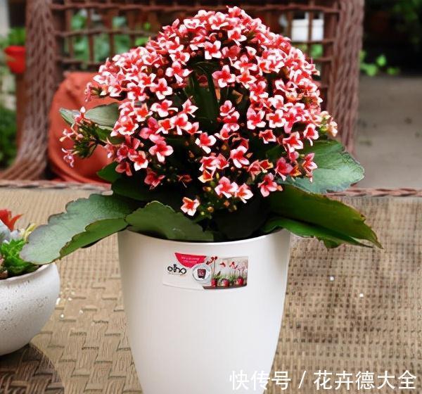 小吊兰|9一10月，别忘记“扦插”这些花，“温度”适宜利于生根