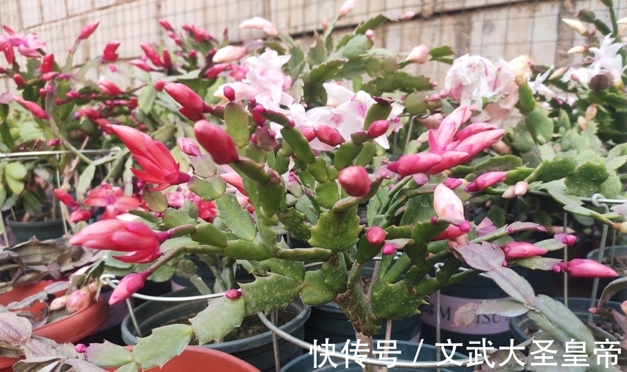 都说蟹爪兰难养,记住蟹爪兰有“8怕”,挨个避开,才能叶厚花多