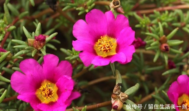 三伏天最能“开”的5种花,不惧高温,花开不断!