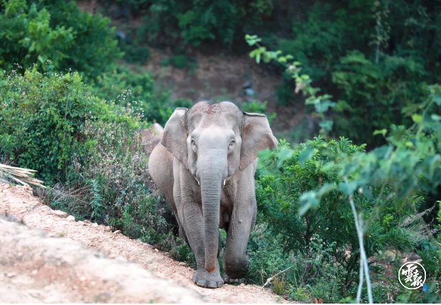 雲南15頭野象一路北遷 可能是象群首領經驗不足迷路了 中國熱點