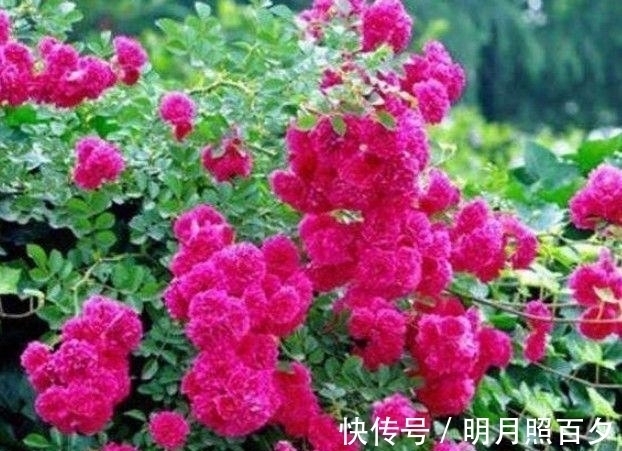 4种花养家里,满屋飘香,比香水还好闻,给你一片花海!